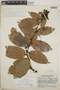 Cavendishia bracteata (Ruíz & Pav. ex J. St.-Hil.) Hoerold, Guatemala, J. A. Steyermark 43547, F