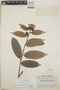 Cavendishia bracteata (Ruíz & Pav. ex J. St.-Hil.) Hoerold, Guatemala, J. A. Steyermark 49852, F