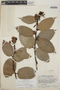 Cavendishia bracteata (Ruíz & Pav. ex J. St.-Hil.) Hoerold, Guatemala, J. A. Steyermark 43105, F