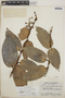 Cavendishia bracteata (Ruíz & Pav. ex J. St.-Hil.) Hoerold, Guatemala, J. A. Steyermark 43500, F