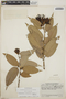 Cavendishia bracteata (Ruíz & Pav. ex J. St.-Hil.) Hoerold, Guatemala, J. A. Steyermark 46616, F