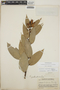Cavendishia bracteata (Ruíz & Pav. ex J. St.-Hil.) Hoerold, Guatemala, J. A. Steyermark 86496, F