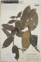 Cavendishia bracteata (Ruíz & Pav. ex J. St.-Hil.) Hoerold, Guatemala, P. C. Standley 92649, F