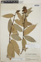 Cavendishia bracteata (Ruíz & Pav. ex J. St.-Hil.) Hoerold, Guatemala, P. C. Standley 65344, F