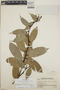 Cavendishia bracteata (Ruíz & Pav. ex J. St.-Hil.) Hoerold, Guatemala, P. C. Standley 84940, F