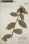 Cavendishia bracteata (Ruíz & Pav. ex J. St.-Hil.) Hoerold, Guatemala, J. A. Steyermark 49980, F