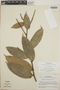Cavendishia bracteata (Ruíz & Pav. ex J. St.-Hil.) Hoerold, Guatemala, L. O. Williams 43402, F