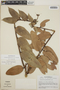 Cavendishia bracteata (Ruíz & Pav. ex J. St.-Hil.) Hoerold, Guatemala, L. O. Williams 43113, F