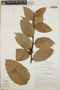 Cavendishia bracteata (Ruíz & Pav. ex J. St.-Hil.) Hoerold, Guatemala, J. L. Luteyn 3447, F