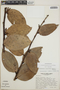 Cavendishia bracteata (Ruíz & Pav. ex J. St.-Hil.) Hoerold, Guatemala, J. L. Luteyn 3446, F