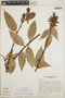 Cavendishia bracteata (Ruíz & Pav. ex J. St.-Hil.) Hoerold, Guatemala, J. L. Luteyn 3479, F