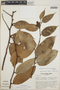 Cavendishia bracteata (Ruíz & Pav. ex J. St.-Hil.) Hoerold, Guatemala, J. L. Luteyn 3495, F