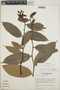 Cavendishia bracteata (Ruíz & Pav. ex J. St.-Hil.) Hoerold, Guatemala, D. E. Stone 3530, F