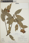 Cavendishia bracteata (Ruíz & Pav. ex J. St.-Hil.) Hoerold, Guatemala, C. R. Broome 745, F