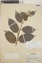 Cavendishia bracteata (Ruíz & Pav. ex J. St.-Hil.) Hoerold, Honduras, L. O. Williams 15765, F