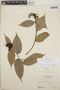 Cavendishia bracteata (Ruíz & Pav. ex J. St.-Hil.) Hoerold, Honduras, A. Molina R. 12175a, F