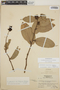 Cavendishia bracteata (Ruíz & Pav. ex J. St.-Hil.) Hoerold, Honduras, A. Molina R. 724, F