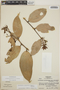 Cavendishia bracteata (Ruíz & Pav. ex J. St.-Hil.) Hoerold, Honduras, A. Molina R. 22130, F