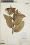 Cavendishia bracteata (Ruíz & Pav. ex J. St.-Hil.) Hoerold, Honduras, A. Molina R. 30907, F