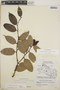 Cavendishia bracteata (Ruíz & Pav. ex J. St.-Hil.) Hoerold, El Salvador, M. L. van Severen 86, F