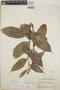 Cavendishia bracteata (Ruíz & Pav. ex J. St.-Hil.) Hoerold, El Salvador, M. C. Carlson 910, F