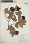 Cavendishia bracteata (Ruíz & Pav. ex J. St.-Hil.) Hoerold, Nicaragua, L. O. Williams 42700, F