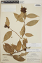 Cavendishia bracteata (Ruíz & Pav. ex J. St.-Hil.) Hoerold, Nicaragua, L. O. Williams 27595, F