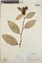 Cavendishia bracteata (Ruíz & Pav. ex J. St.-Hil.) Hoerold, Nicaragua, L. O. Williams 23431, F