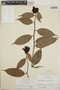 Cavendishia bracteata (Ruíz & Pav. ex J. St.-Hil.) Hoerold, Nicaragua, A. H. Heller 5591, F