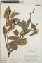 Cavendishia bracteata (Ruíz & Pav. ex J. St.-Hil.) Hoerold, Nicaragua, R. L. Wilbur 16573, F
