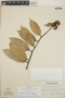 Cavendishia bracteata (Ruíz & Pav. ex J. St.-Hil.) Hoerold, Nicaragua, A. Molina R. 20541, F