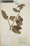Cavendishia bracteata (Ruíz & Pav. ex J. St.-Hil.) Hoerold, Nicaragua, J. G. Hawkes 2169, F