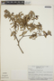 Cavendishia capitulata image