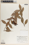 Cavendishia lactiviscida Luteyn, Costa Rica, V. J. Dryer 1375, F