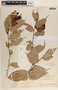 Cavendishia megabracteata Luteyn, Panama, H. F. Pittier 3206, F