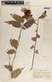 Cavendishia megabracteata Luteyn, Panama, M. E. Davidson 86, F