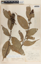 Cavendishia pubescens image