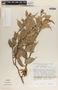 Cavendishia subfasciculata Luteyn, Panama, J. L. Luteyn 3717, F