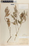 Cavendishia subfasciculata image