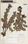 Cavendishia talamancensis Luteyn, Costa Rica, F. Almeda 3041, F