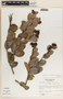 Cavendishia talamancensis Luteyn, Costa Rica, R. L. Wilbur 16755, F