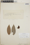 Cavendishia bracteata (Ruíz & Pav. ex J. St.-Hil.) Hoerold, Harry Johnson 568, F