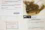 The complete conversion and digitization of the Field Museum's Lichen collection: Working towards a networking hub of lichen specimen and taxonomic data