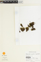 Philonotis rufiflora image