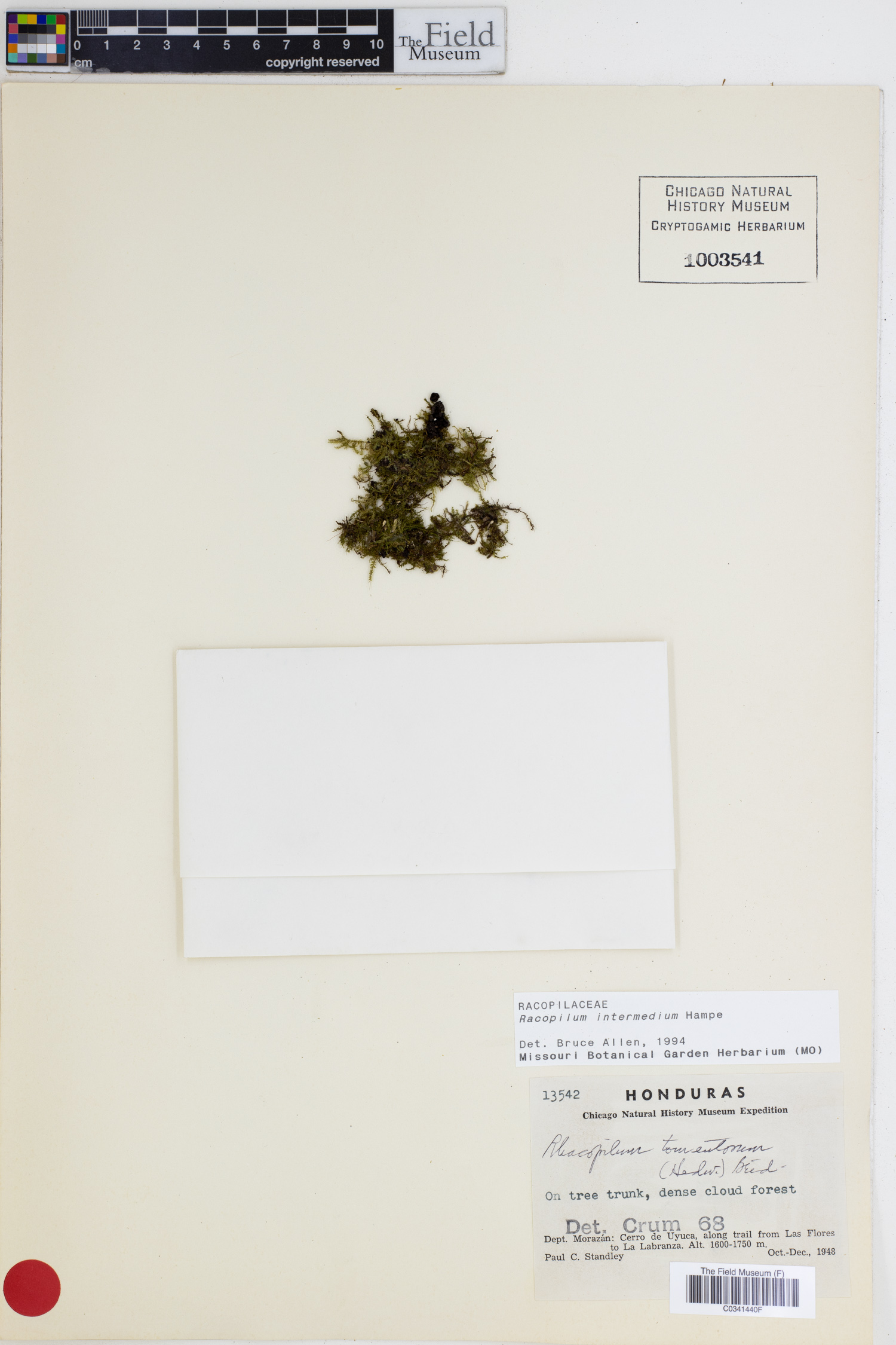Racopilum intermedium image