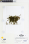 Racopilum tomentosum image