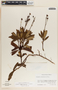 Chimaphila umbellata (L.) W. P. C. Barton, Mexico, D. E. Breedlove 14028, F