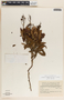 Chimaphila umbellata (L.) W. P. C. Barton, Mexico, A. J. Sharp 80, F