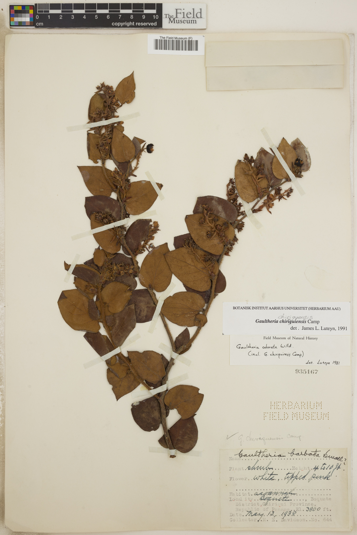 Gaultheria chiriquensis image