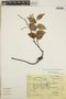 Gaultheria erecta Vent., Mexico, J. Palma G. 163, F